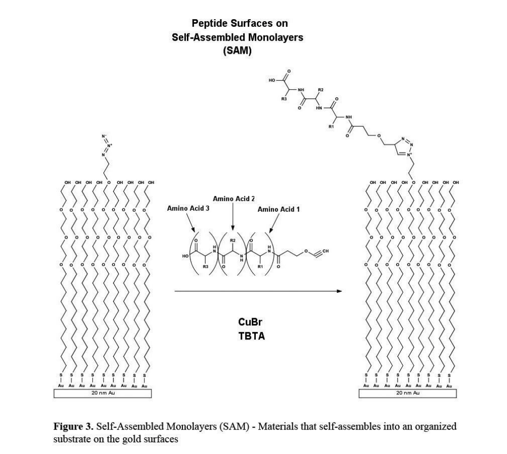 self-assembled monolayers (sam) — materials that self-assembles into an organized substrate on the gold surfaces.