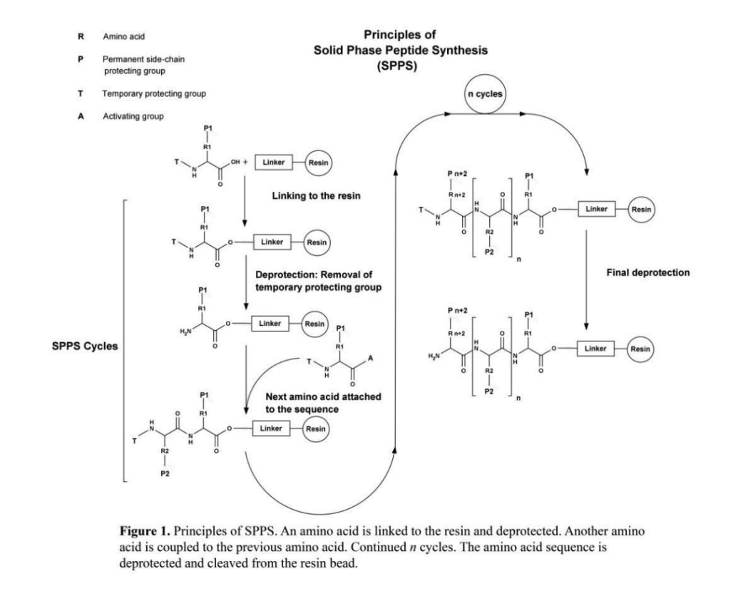 principles of spps. an amino acid is linked to the resin and deprotected. another amino acid is coupled to the previous amino acid. continued n cycles. the amino acid sequence is deprotected and cleaved from the resin bead.